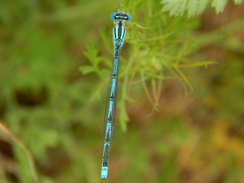 ID libellula